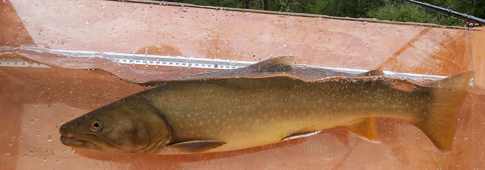 Bull Trout of the Skeena Region: Multi-Year Monitoring to Improve Fisheries Management