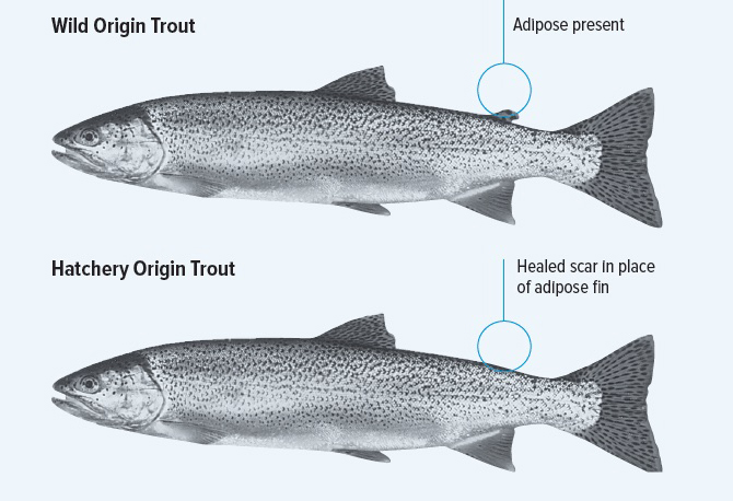 Adipose fin infographic