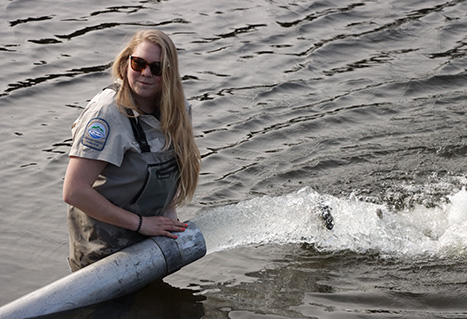 Fish culturist stocking a lake with fish.