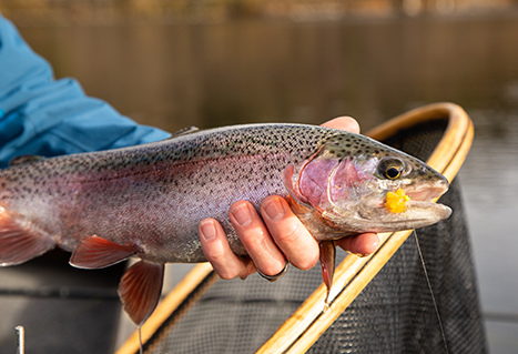 What are Blob Flies and How Do You Fish Them? - Go Fish BC