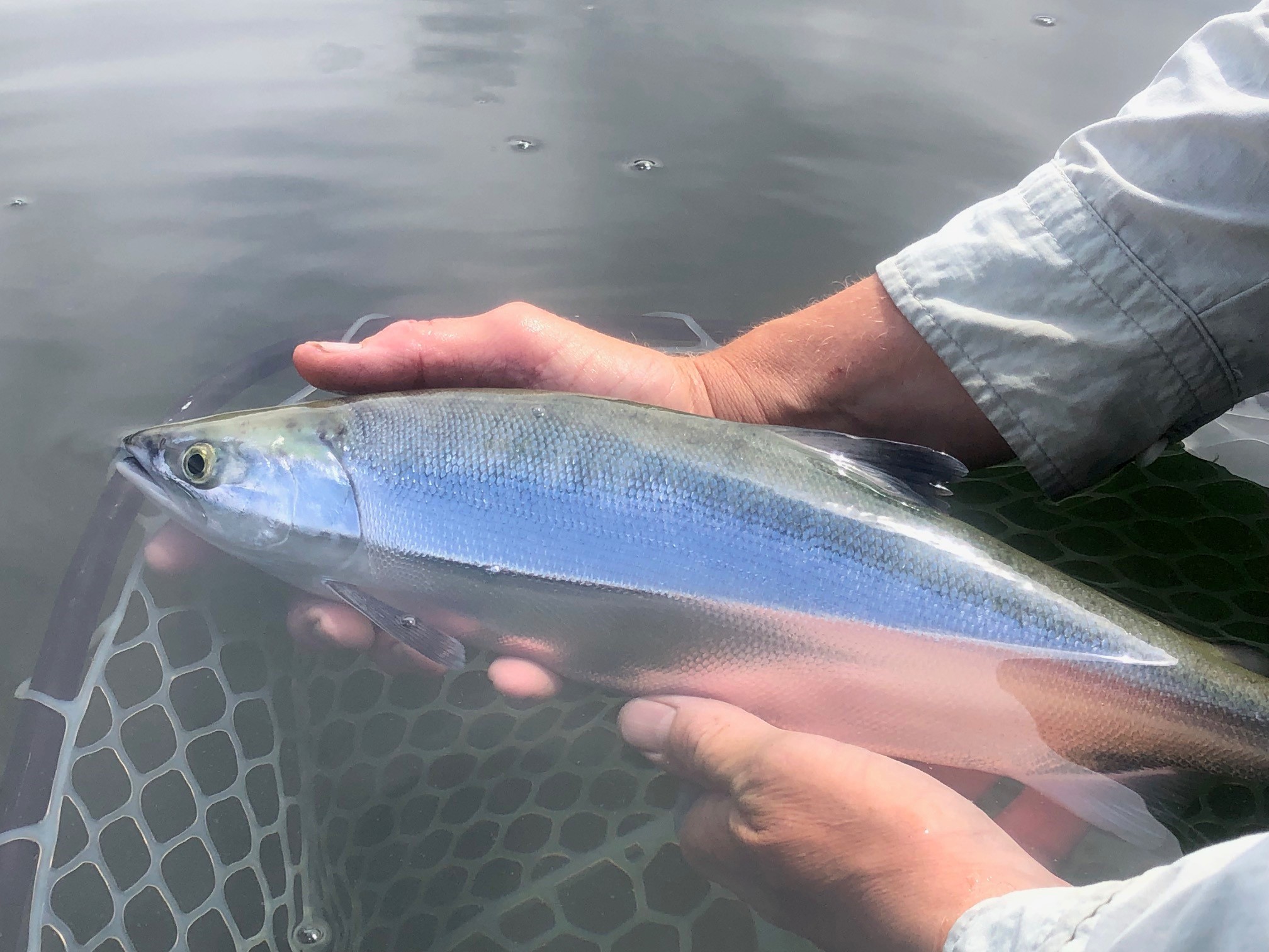 Hot Kokanee Fisheries in Interior BC: Tips for Catching More Fish -  Freshwater Fisheries Society of BC