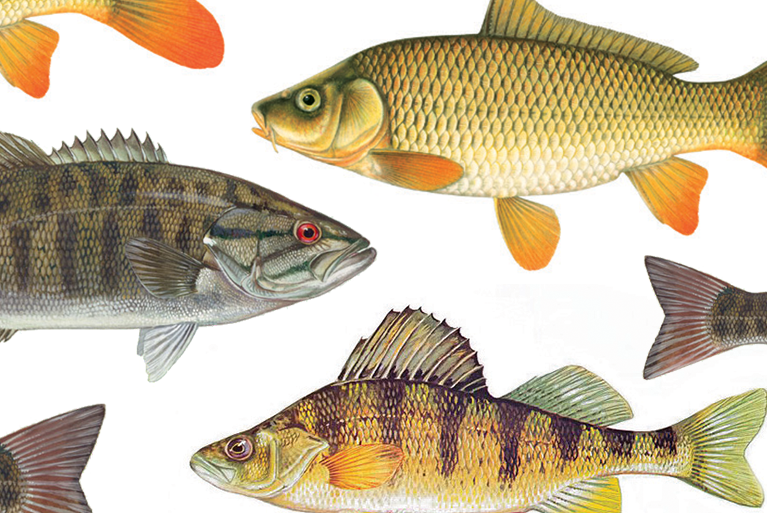 Invasive Freshwater Fish: What You Need to Know
