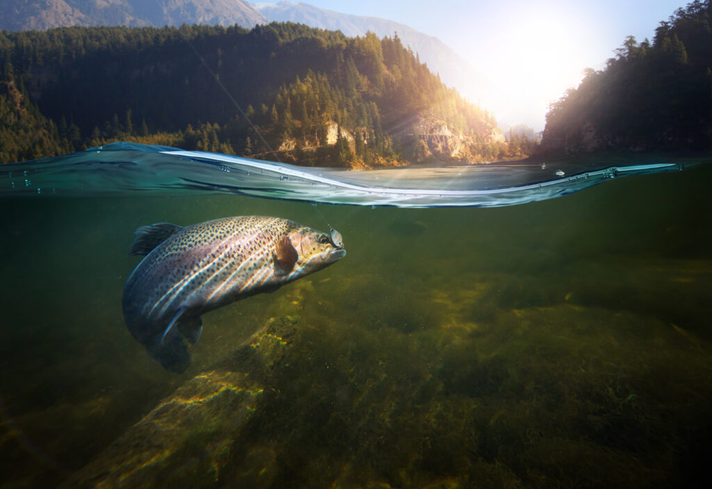 Fish on line underwater shot_Adobe Stock