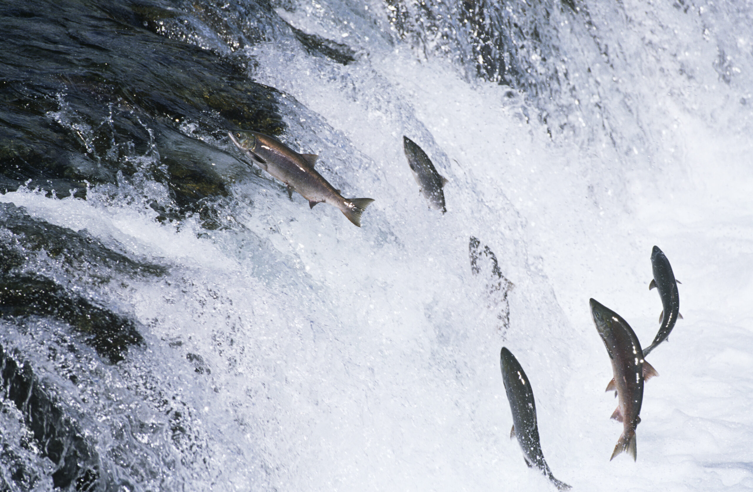 12 Places to View Spawning Salmon in the Lower Mainland