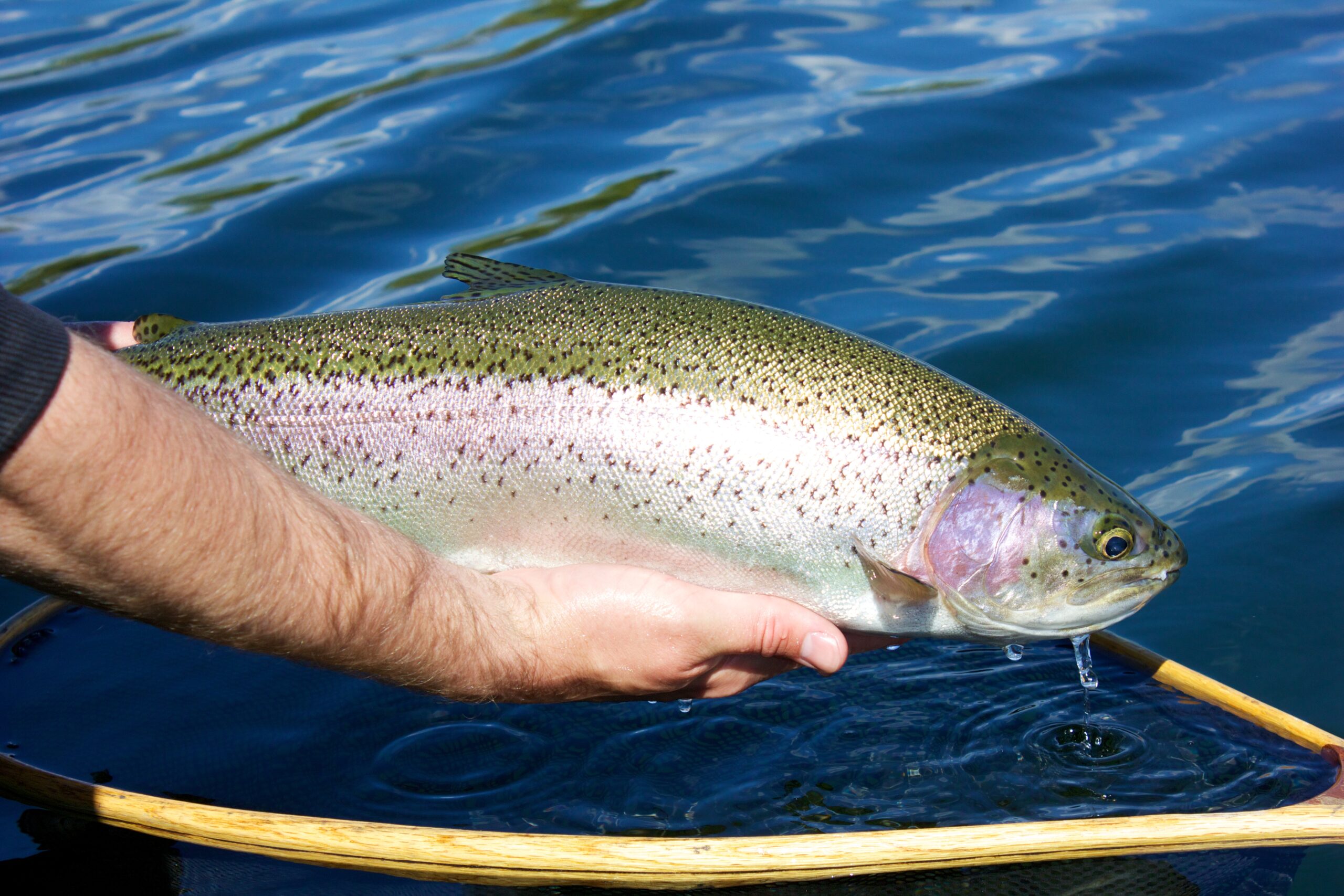 Blackwater River Rainbow Trout - Freshwater Fisheries Society of BC