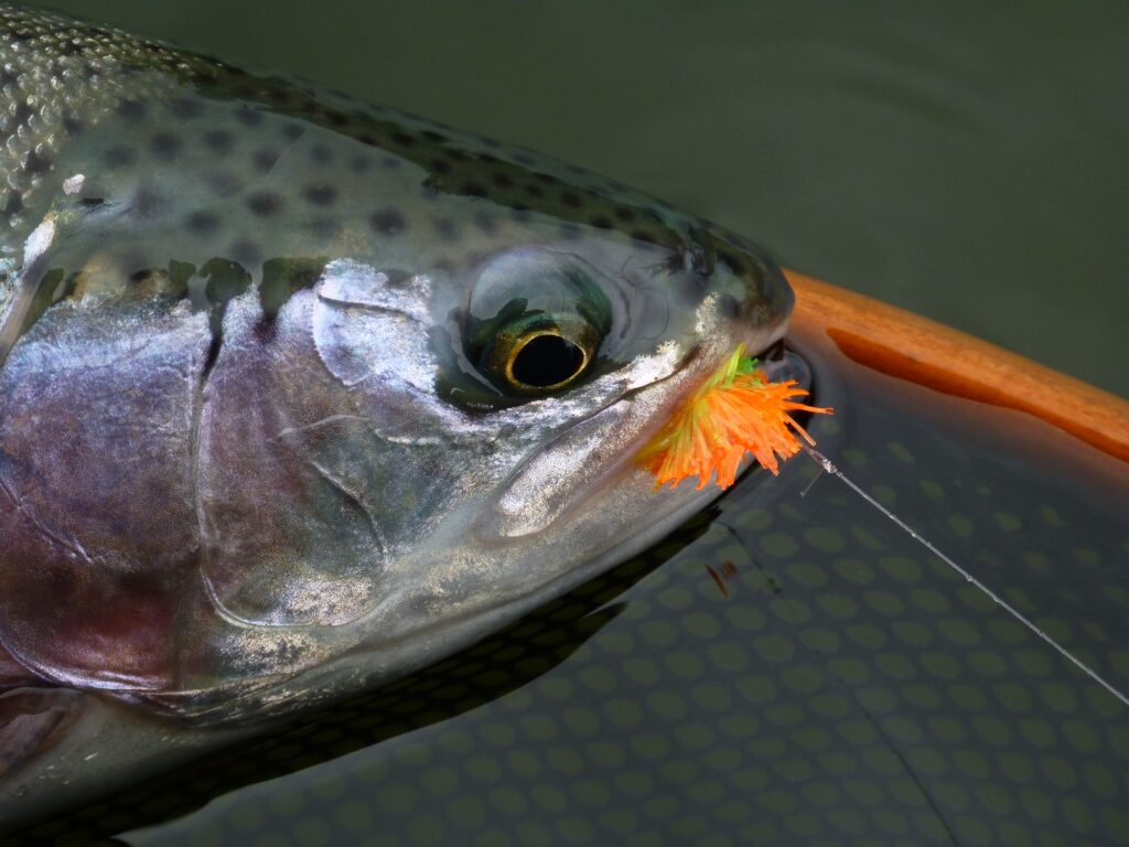 Blob Pattern and Rainbow Trout