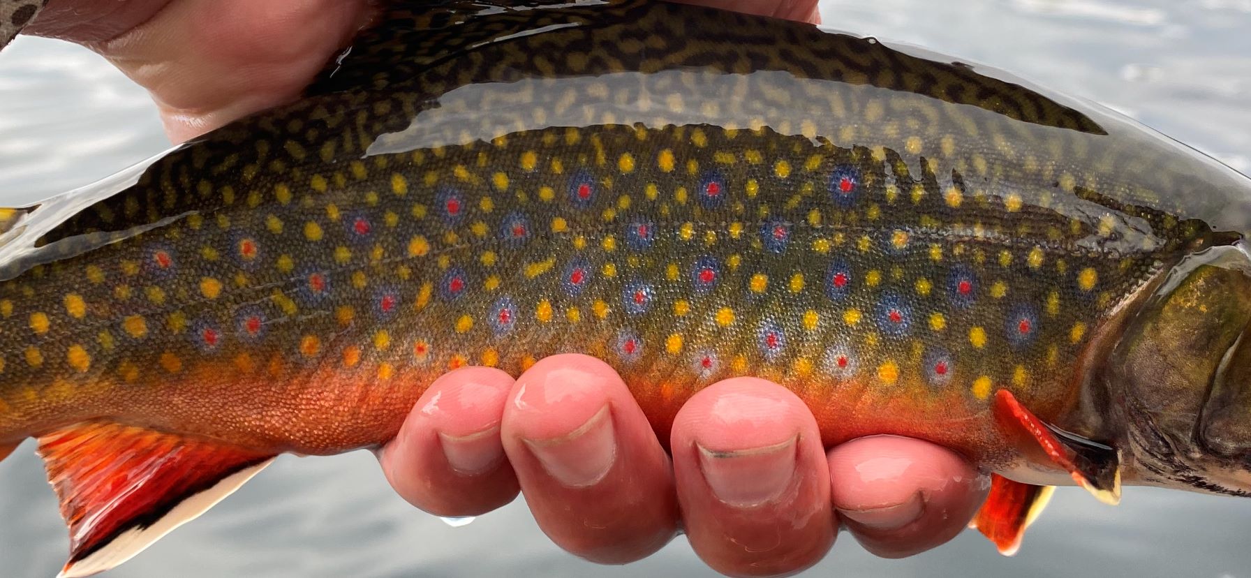 Stocked Species Spotlight: Eastern Brook Trout