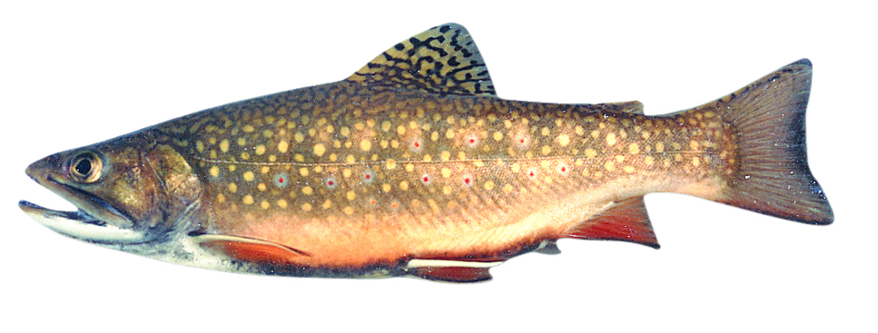 Brook trout