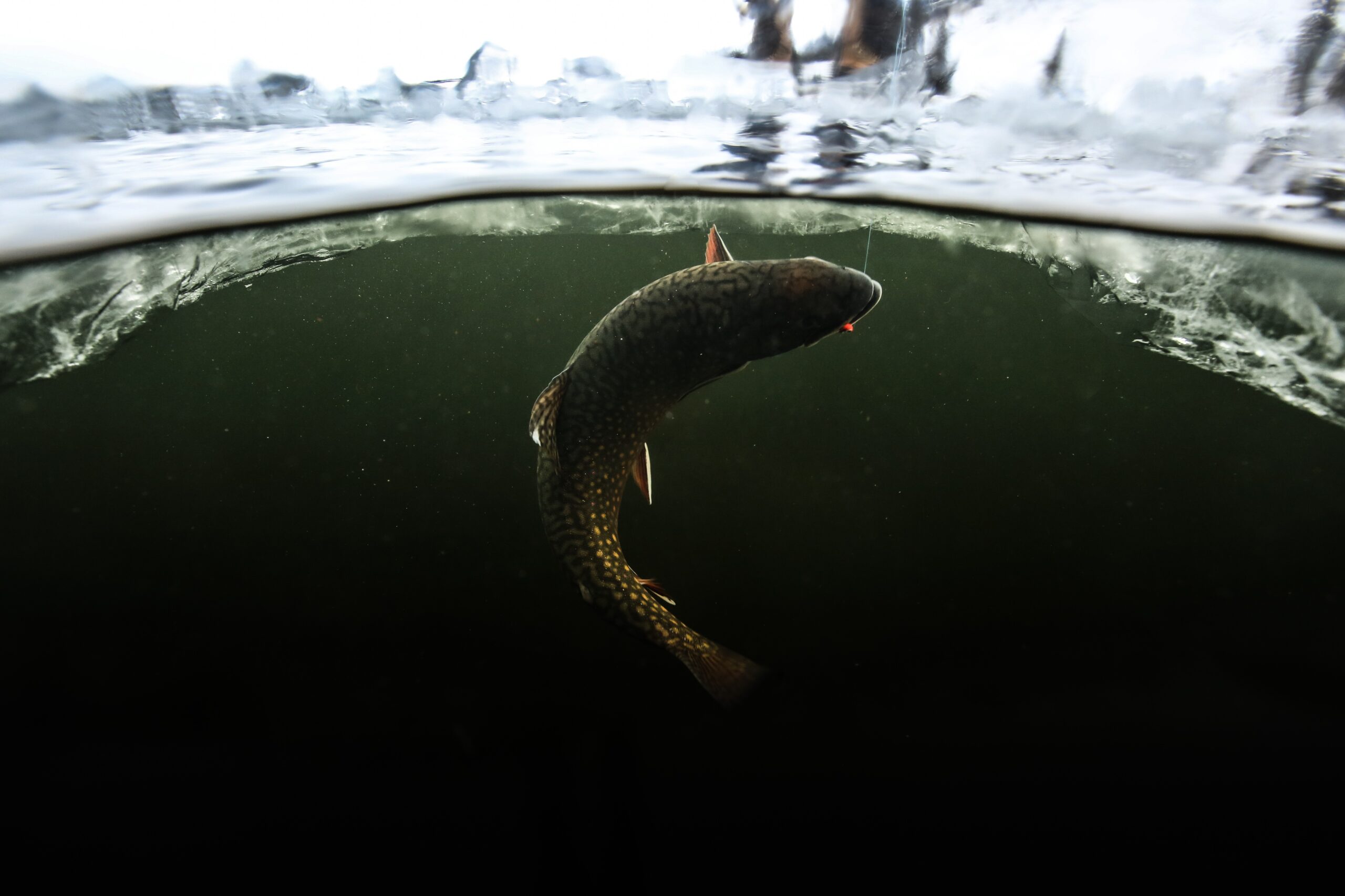 Ice-Fishing for Eastern Brook Trout