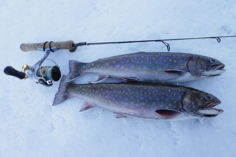 Brook trout on ice. | Rodney Hsu. 