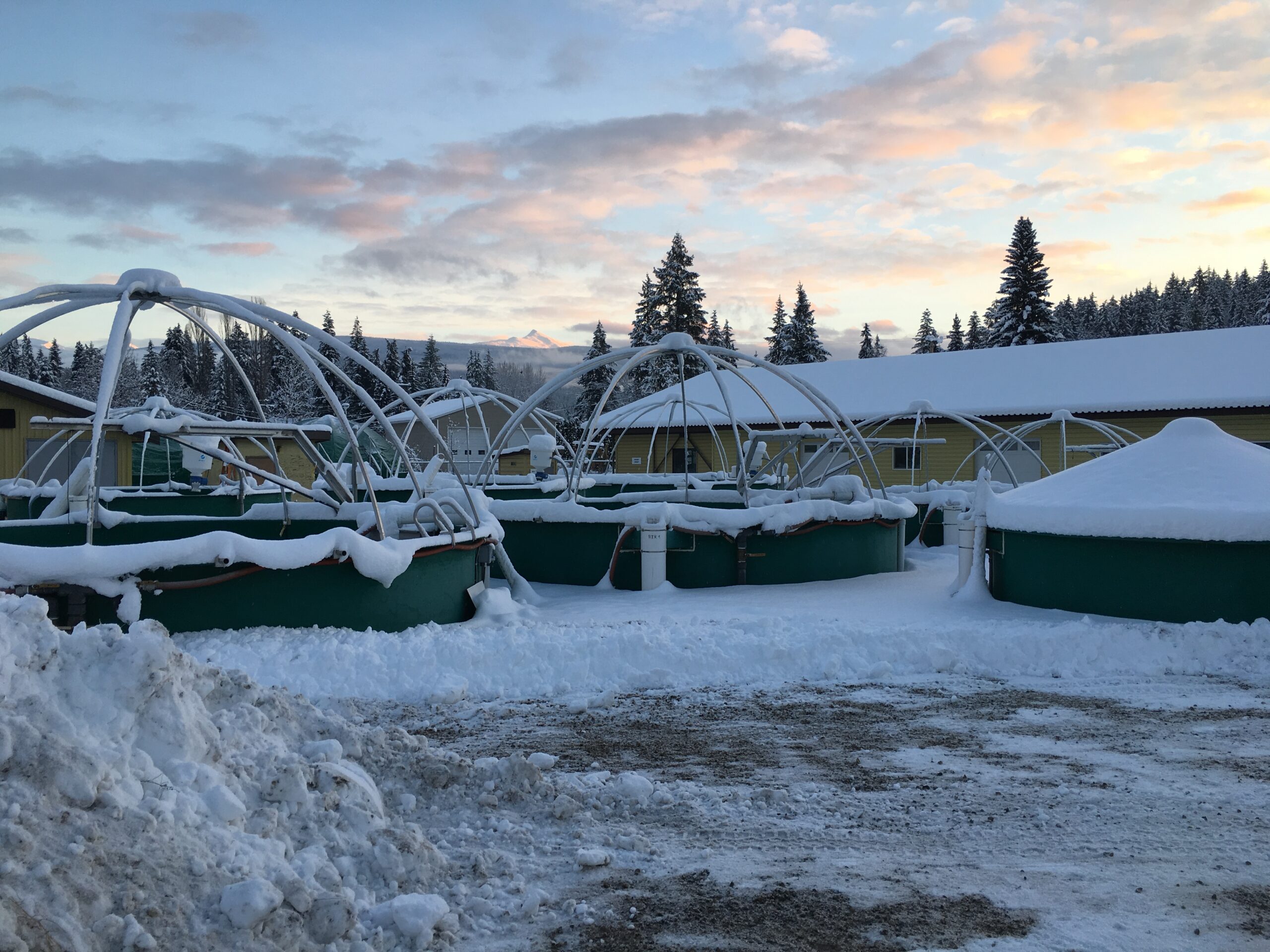 Winter at the Freshwater Fisheries Society of BC Hatcheries