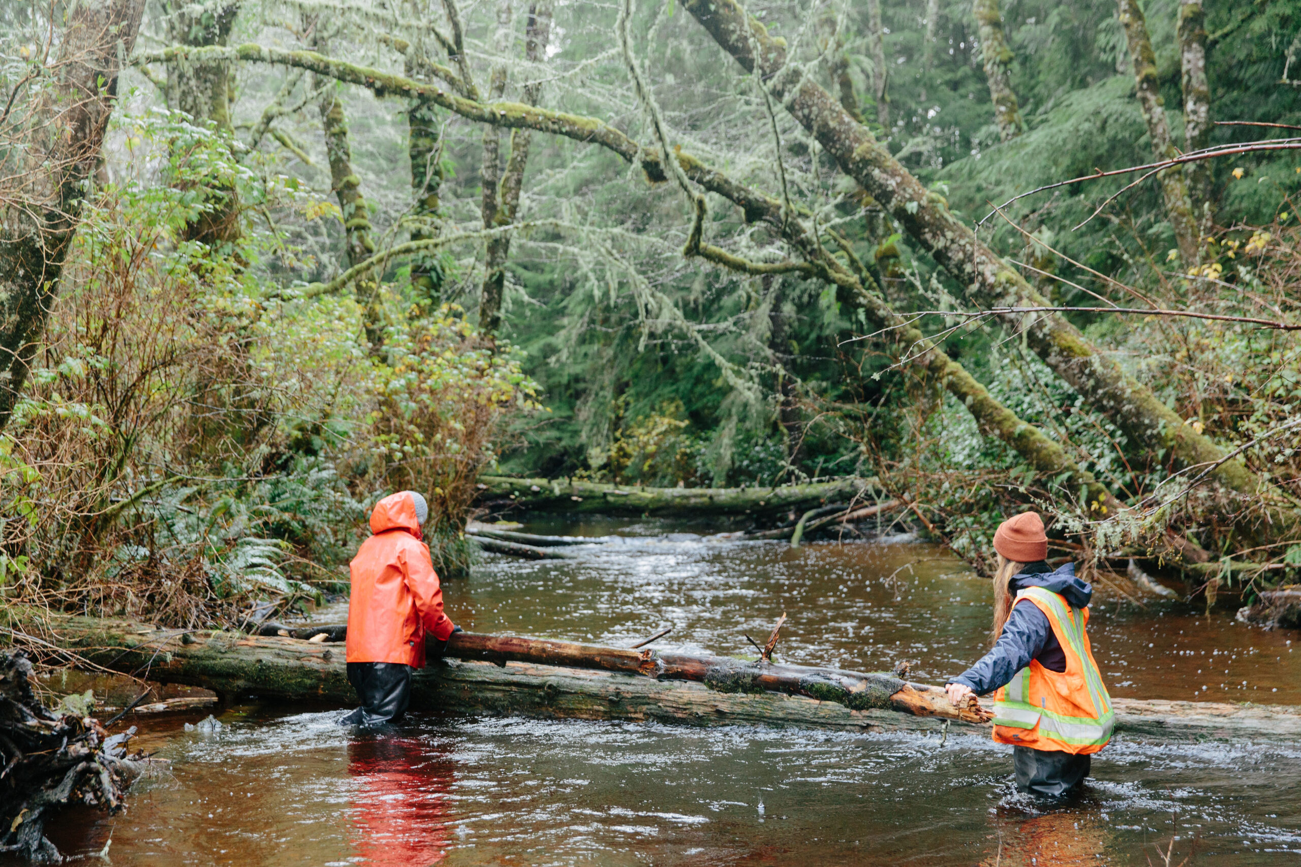 Conservation Projects Helping Native Trout in B.C. – Part 1