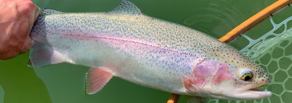 Rainbow trout in net. Jordan Oelrich