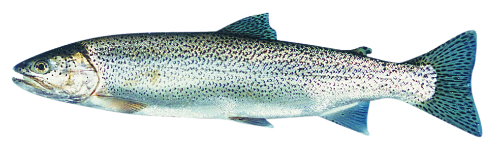 cutthroat trout