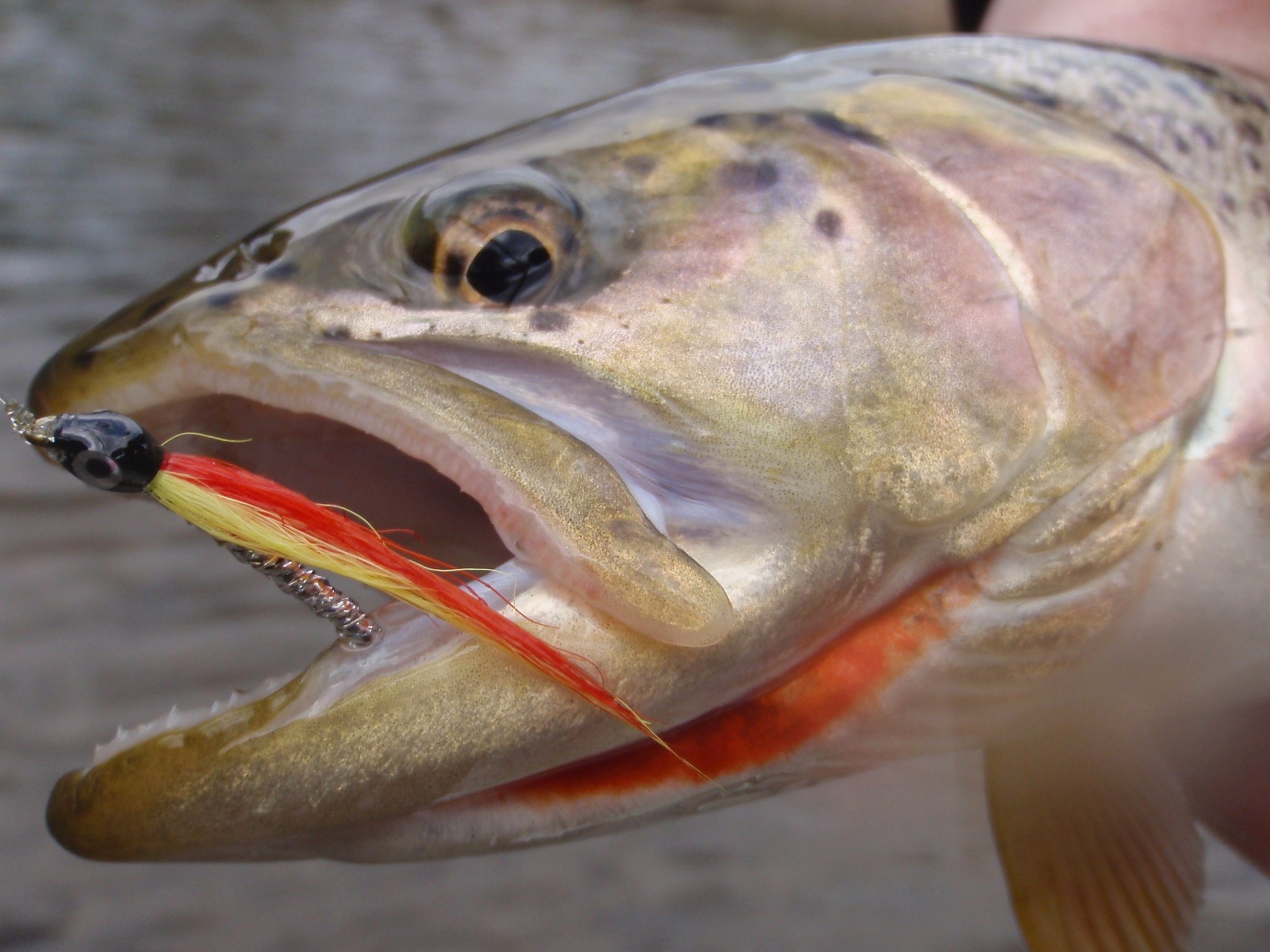 Fly and Spin Fishing for Searun Cutthroat in the Fraser Valley
