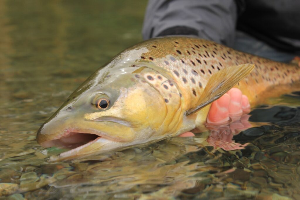 Brown trout. Brennan Lund.