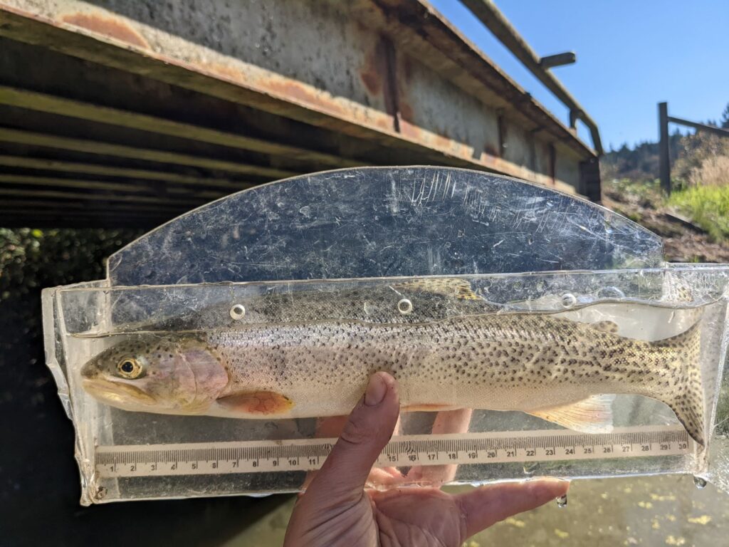 Wild Cutthroat Trout Persevere on the Saanich Peninsula