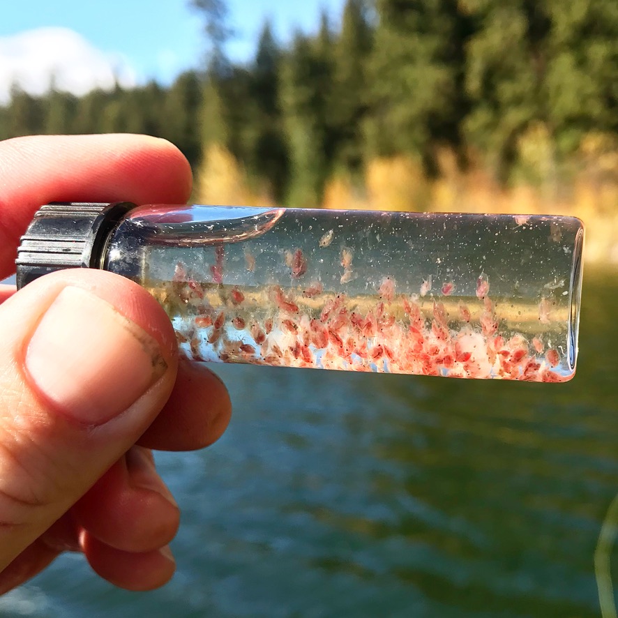 Daphnia zooplankton in jar. Jordan Oelrich.