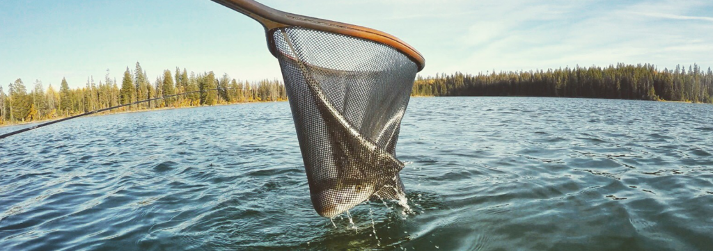 Rainbow trout in net. Brent Gill