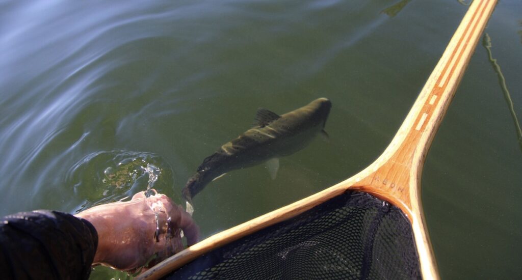 Fish release from net. Jordan Oelrich. 