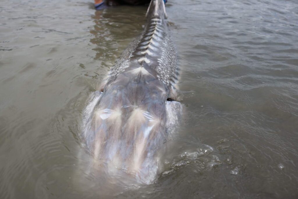 White sturgeon, Fraser River. | Jessica Yarwood.