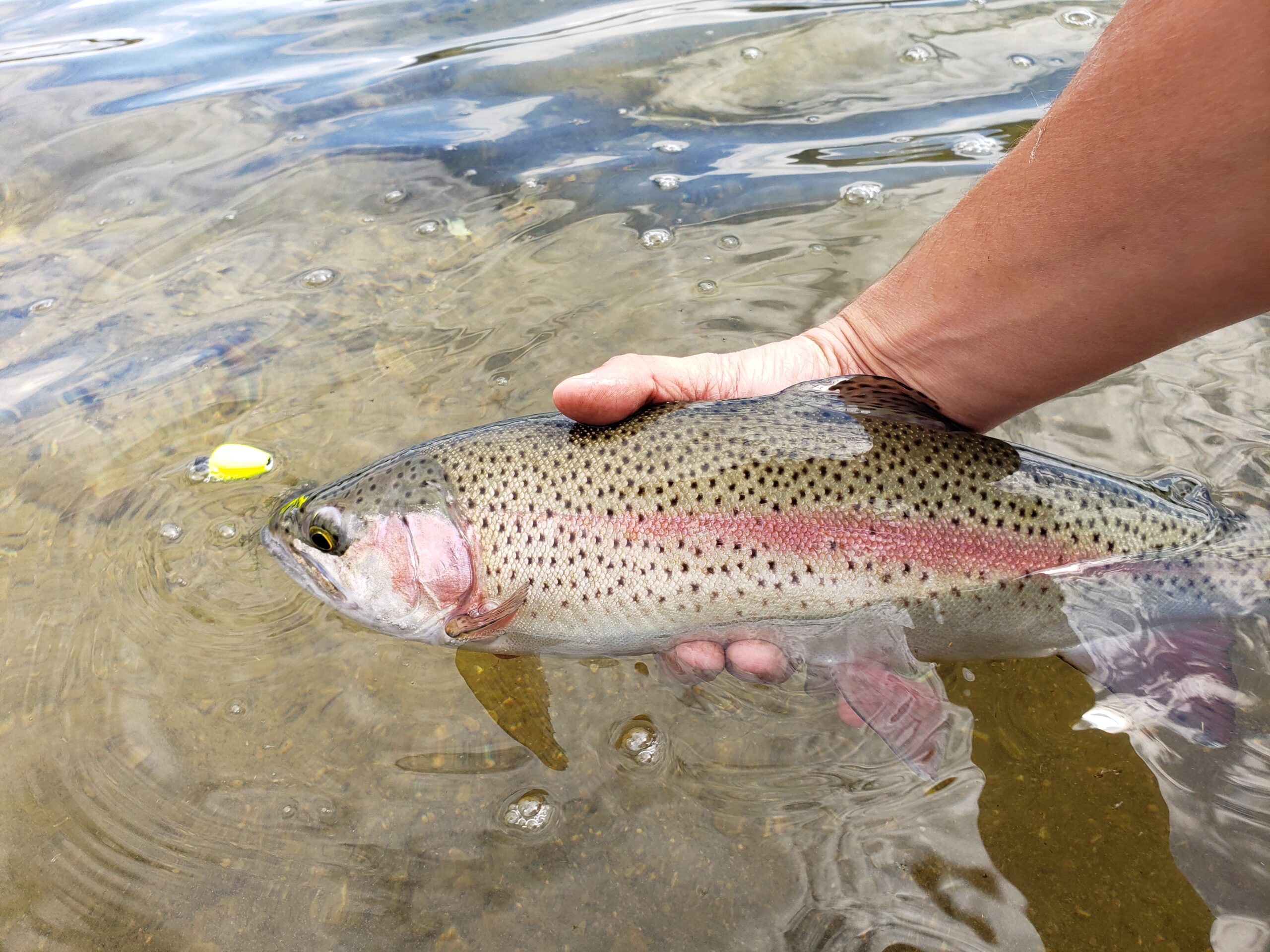Native Trout Stewardship Initiative: Call for Proposals