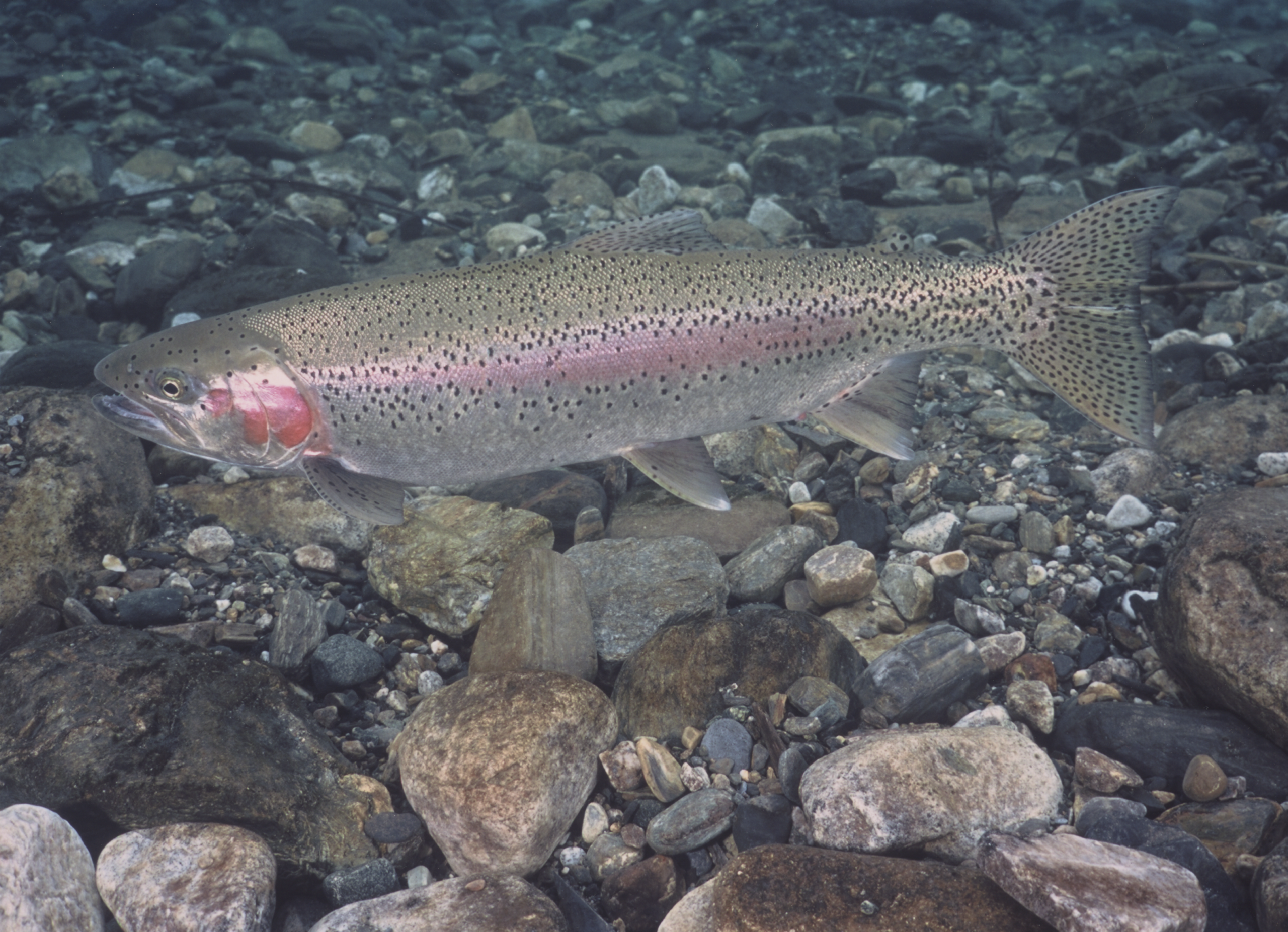 Gerrard Trout: DNA Confirms Smaller Size, but Stable Population