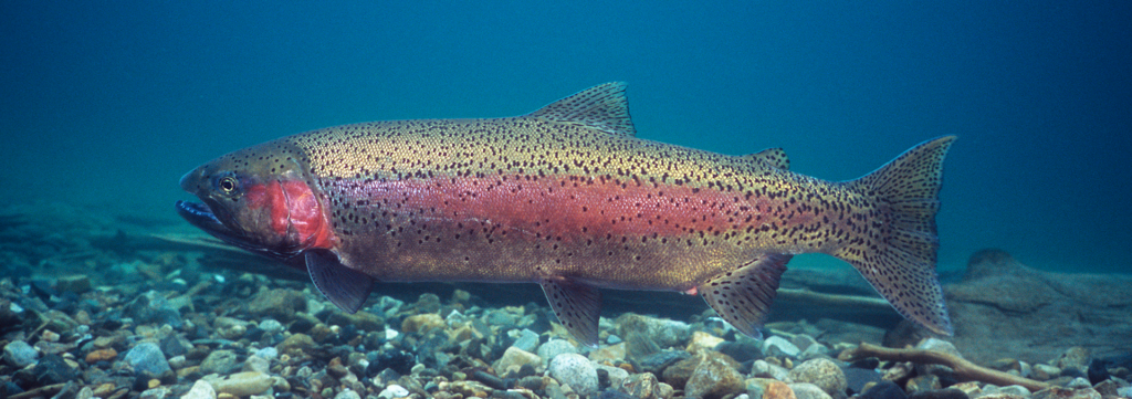 gerrard rainbow trout