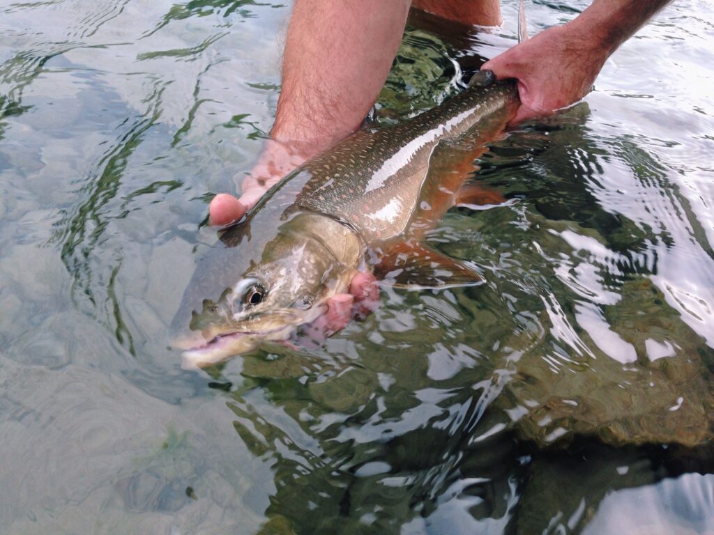 Bull trout in water.