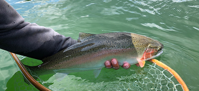 Rainbow trout release. Brian Chan