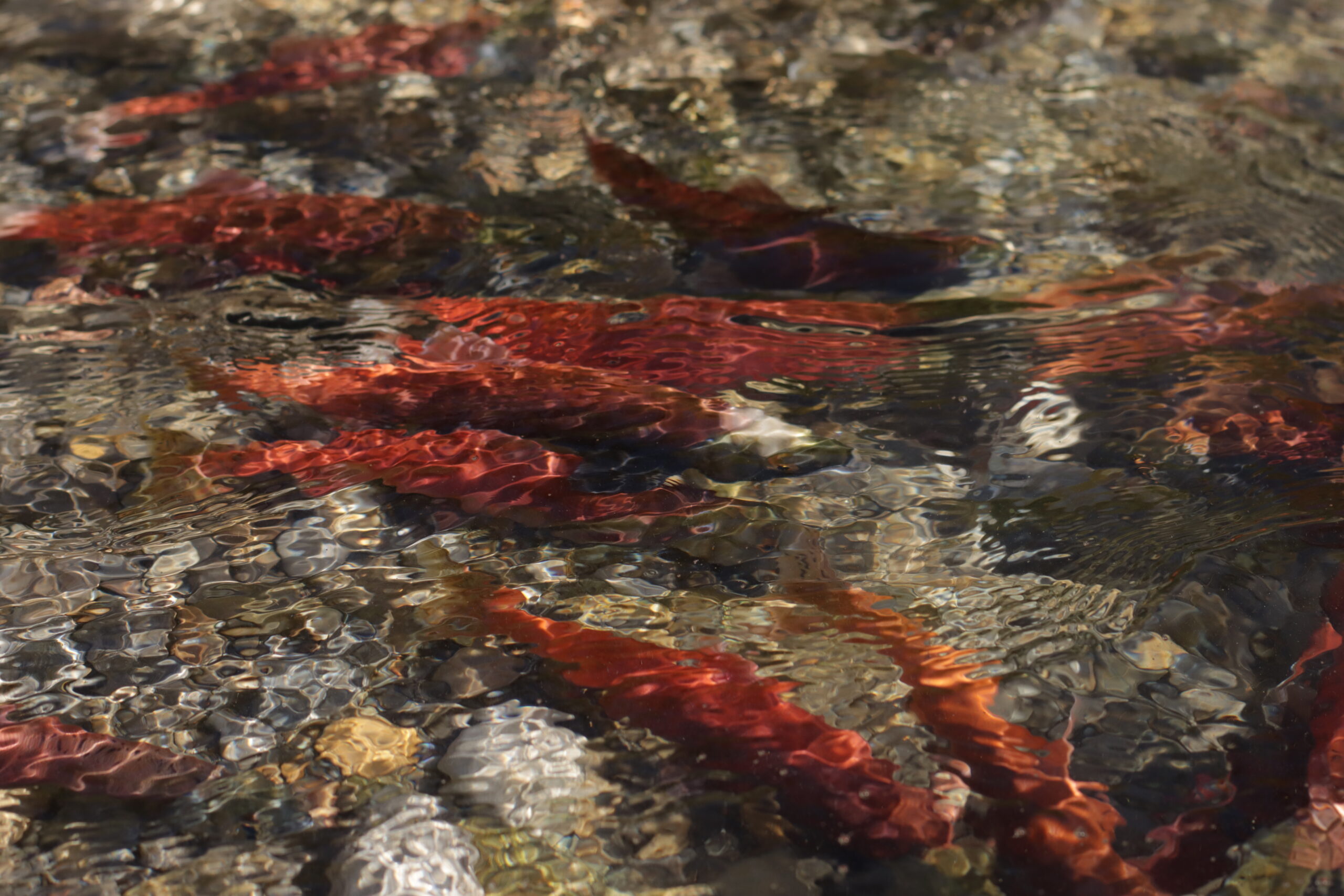 Restoring Kokanee Numbers in Kootenay Lake