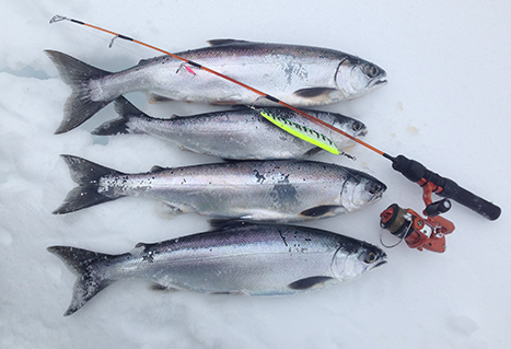 Kokanee from Dutch Lake. | Derek Richardson. 