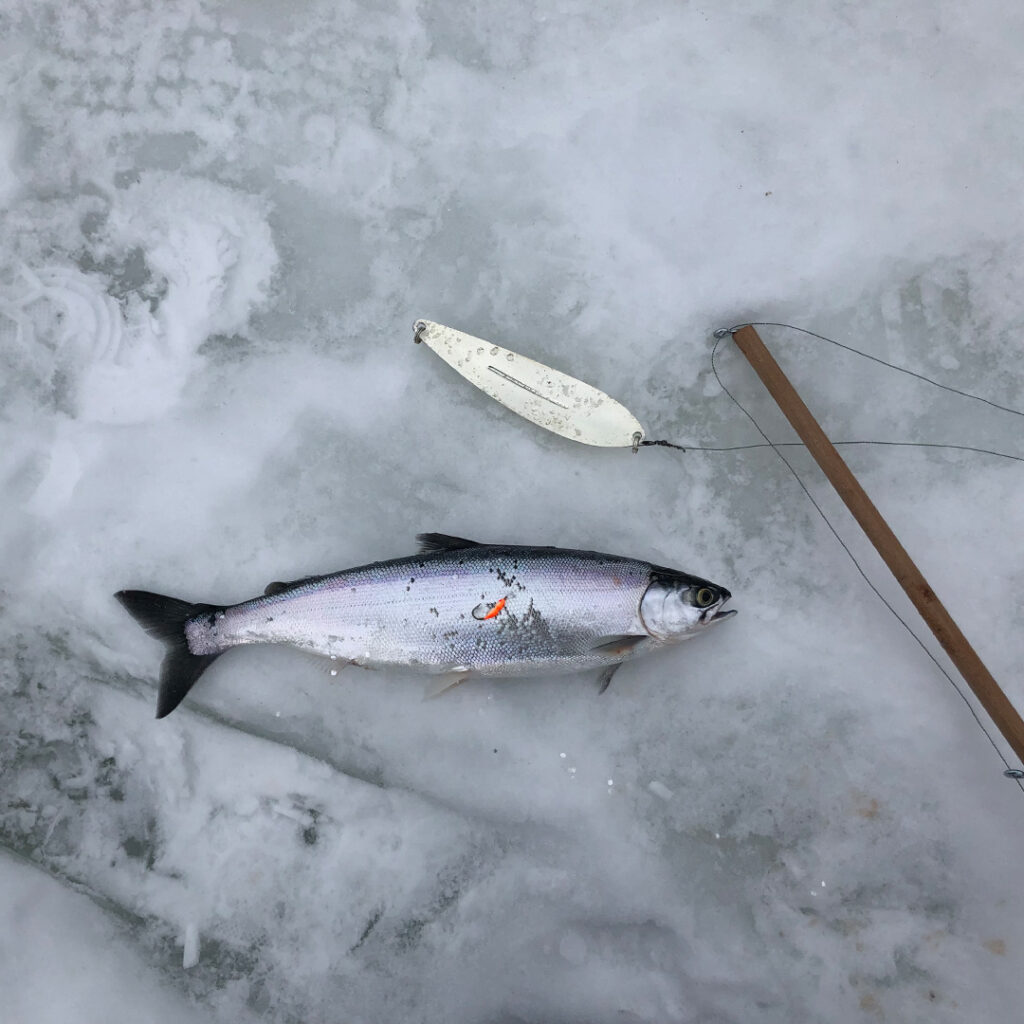 Kokanee caught on Sulphurous Lake. | Jessica Yarwood