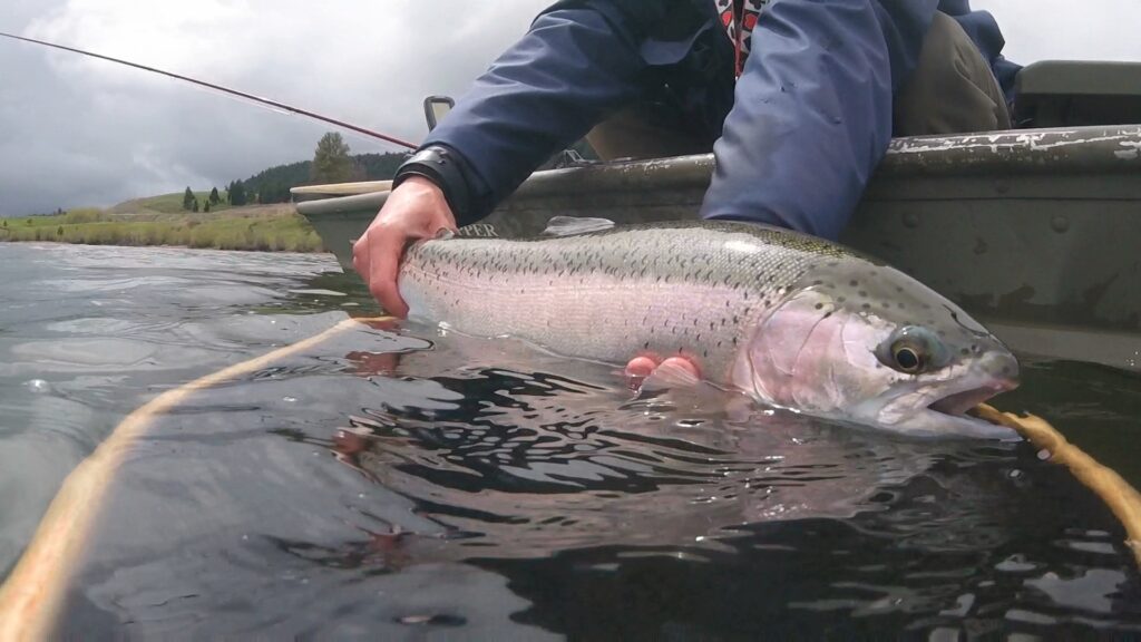 Large rainbow trout. Jordan Oelrich.