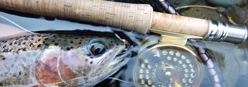 Rainbow trout with nymph. Dannie Erasmus