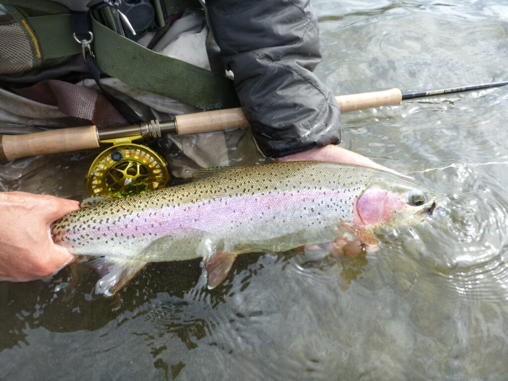 rainbow trout in river with fly rod. Brian Chan