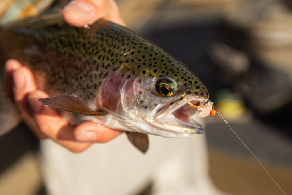 Trout with fly. Jordan Oelrich.