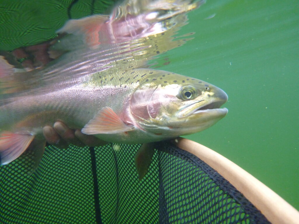 Are Some Strains of Rainbow Trout Easier to Catch? - Freshwater