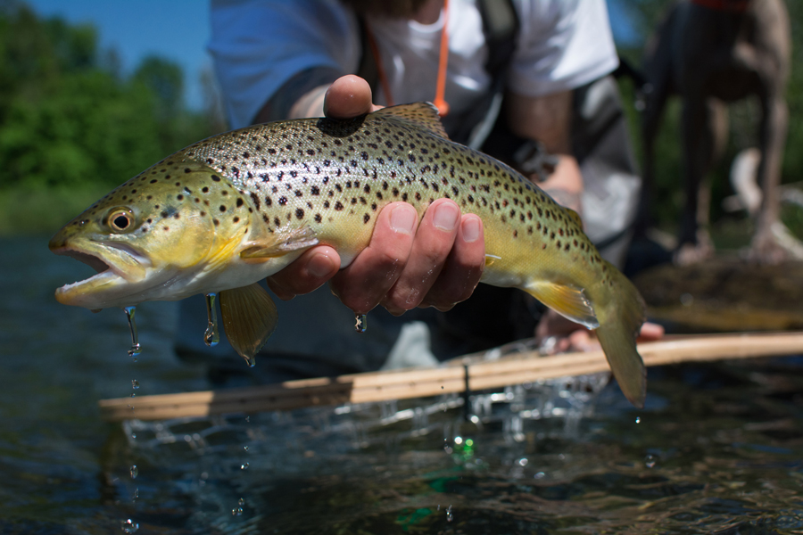 Trout in river. Pavel Francev.