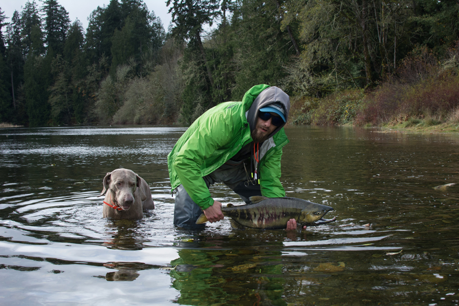 Chum salmon. | Pavel Francev.