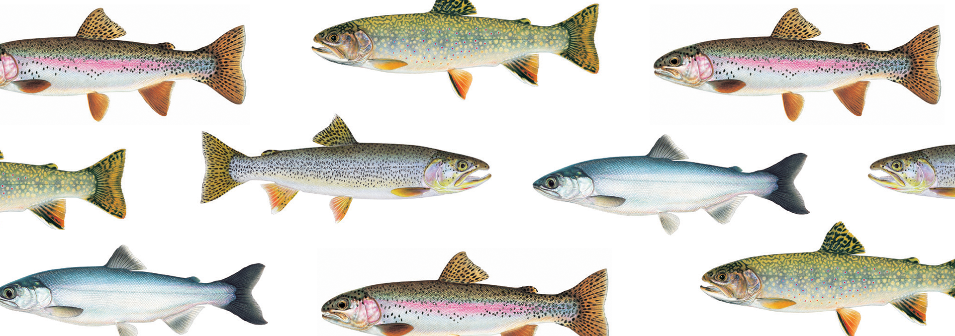 Know Your Fish: B.C. Freshwater Fish Identification