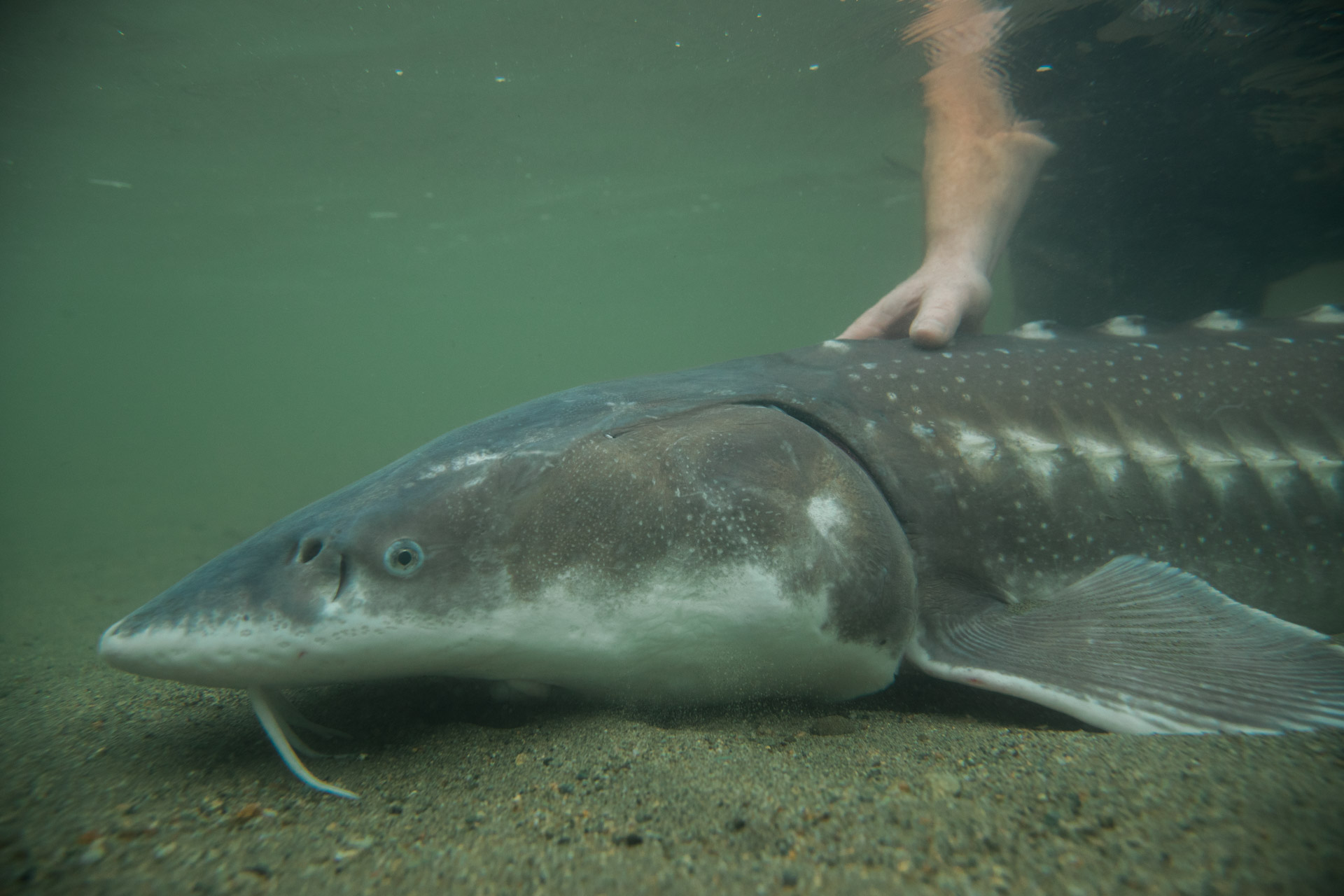 White Sturgeon - Freshwater Fisheries Society of BC