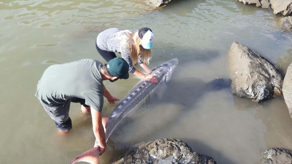 White sturgeon, Fraser River | Arielle Friedrich. 