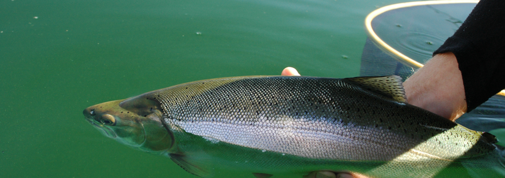 10 Tips for Stillwater Fishing Success - Freshwater Fisheries Society of BC