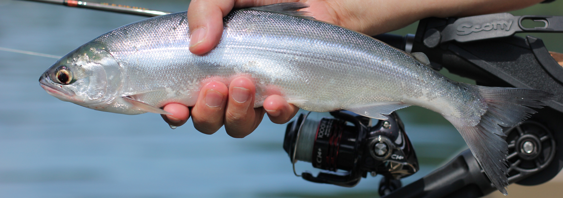 A Guide to Trolling for Kokanee Salmon in Lakes