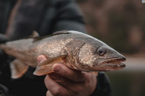 Walleye Fisheries in B.C. – A Checkered History for a Popular Sport Fish