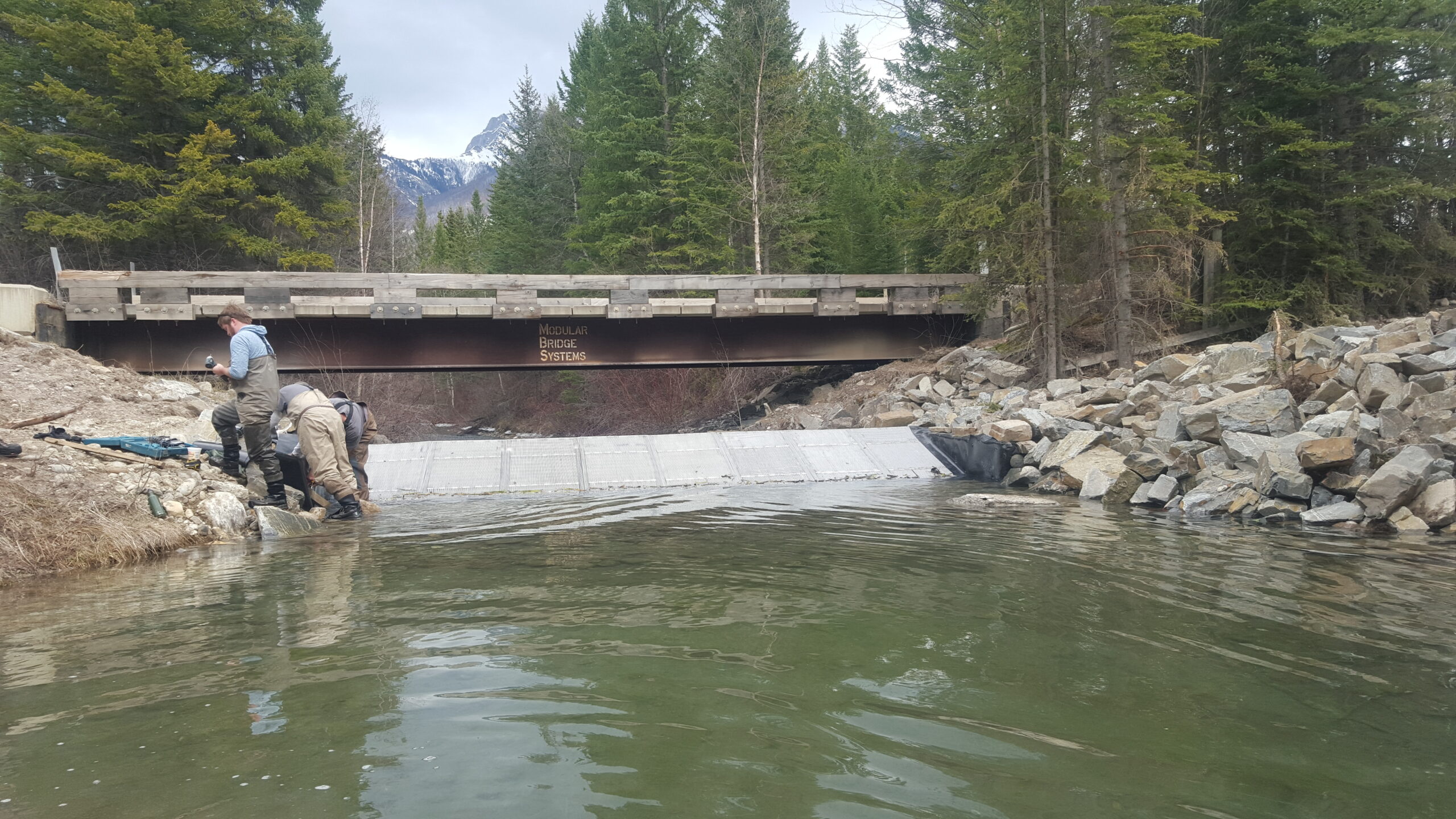Whiteswan Lake Fish Barrier – Protecting Native Cutthroat Trout Populations