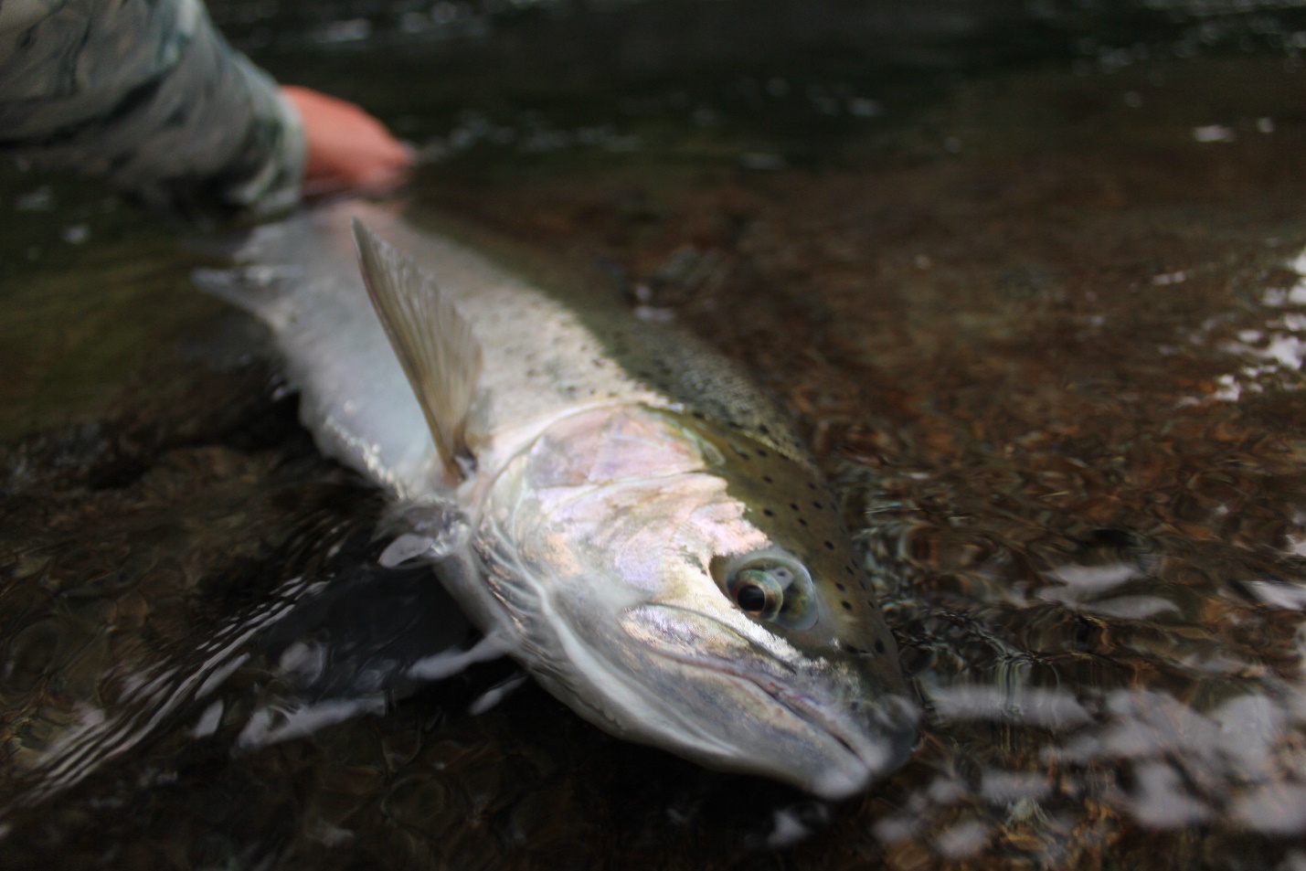 Fall Chinook Salmon Fishing 101 – Sea-Run Fly & Tackle