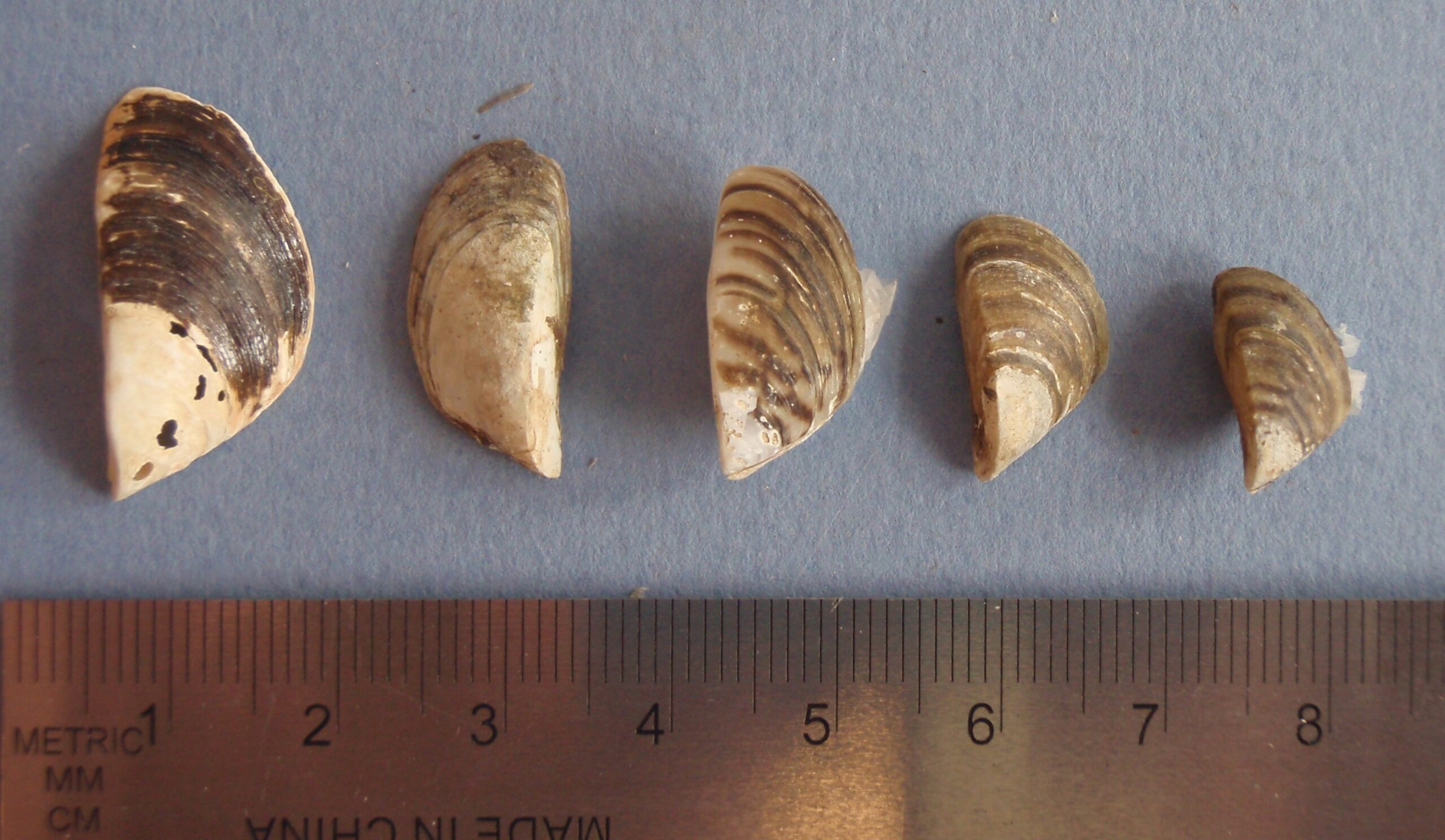 Defending B.C. Against Invasive Mussels