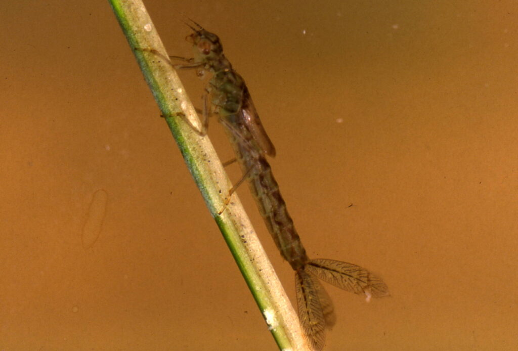 damsel nymph on plant stem